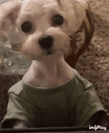 a small white dog wearing a green shirt is looking at the camera