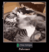 Comaru Cat хелперы работают GIF - Comaru Cat Comaru Cat GIFs