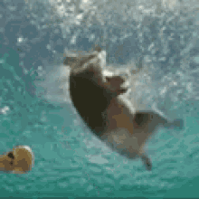 Swimming Pig GIF - Swimming Pig GIFs