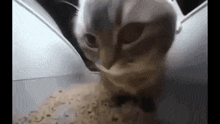 Caramelldansen Cat GIF - Caramelldansen Cat GIFs