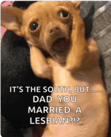 a picture of a chihuahua with a caption that says it 's the south but dad you married a lesbian