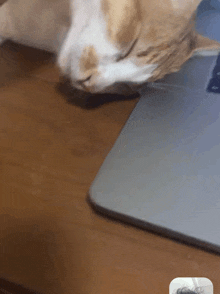 a close up of a cat laying on a desk next to a laptop