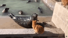 Cat Slaps A Seal Cat GIF - Cat Slaps A Seal Cat Seal GIFs