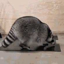 Fat Raccoon Silly GIF - Fat Raccoon Silly Play GIFs