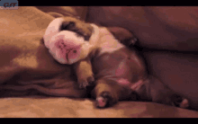 Puppy Sleep GIF