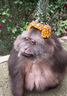 a monkey is wearing a pineapple hat on its head