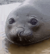 Cute Seal GIF - Cute Seal Awkward GIFs