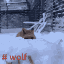 Fox Wolf GIF - Fox Wolf GIFs