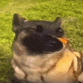 a close up of a dog with a piece of food in its mouth .