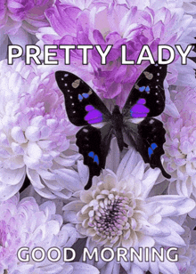 a purple and black butterfly sitting on purple and white flowers