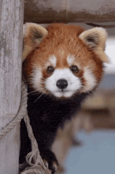 a red panda is peeking out from behind a rope
