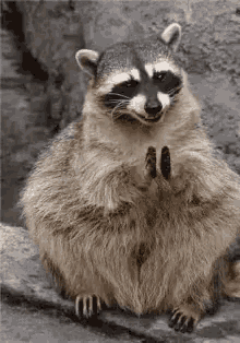 Bravo Raccoon GIF - Bravo Raccoon Clap GIFs