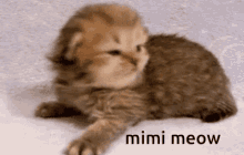 Miyo Mimi GIF - Miyo Mimi Xiyo GIFs