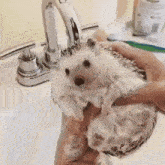 a person is holding a hedgehog in their hands while it is being washed in a sink .