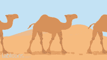 Desert Camels GIF - Desert Camels Movement GIFs