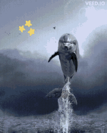 Dolphin Bird GIF - Dolphin Bird Gm GIFs