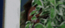 a man is peeking out from behind a green plant .