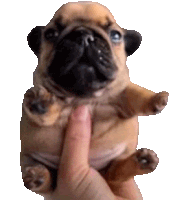 a person is holding a small pug puppy in their hand