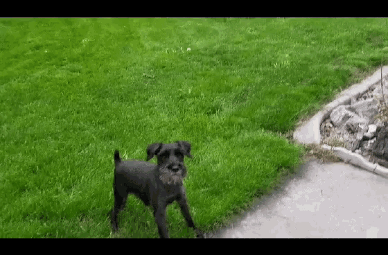 Dog Play Fetch GIF - Dog Play Fetch Play Time GIFs