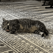 a cat laying on its back on a rug with a toy in its mouth