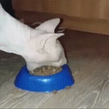 Cat Eating GIF - Cat Eating GIFs