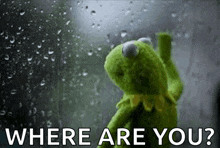 kermit the frog is standing in front of a window with rain drops and asking where are you .