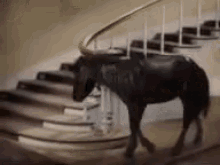 Lost Horse? GIF - Horse Lost Stairs GIFs