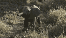 Hello Elephant GIF - Hello Elephant Cute GIFs