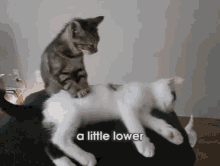 Massage Cat GIF - Massage Cat Cute GIFs