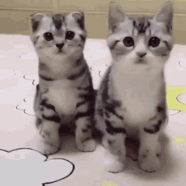 Mèo Nhảy GIF - Mèo Nhảy GậtĐầu Giống Nhau - Discover & Share GIFs