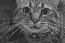 Cat Angry GIF - Cat Angry Hiss GIFs