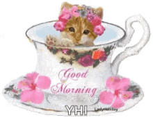 Good Morning Kitten GIF - Good Morning Morning Kitten GIFs