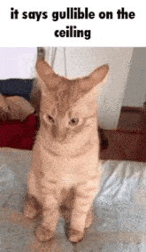 Gullible Orange GIF - Gullible Orange Cat GIFs