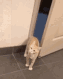 Cat Scared GIF - Cat Scared Cuteness GIFs