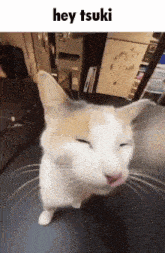 a cat with its eyes closed and the words hey tsuki above