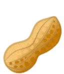 Peanut Ground Nut Sticker - Peanut Nut Ground Nut Stickers