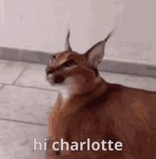 Hi Hello GIF - Hi Hello Hi Charlotte GIFs