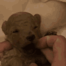 a person is holding a small puppy in their hands and looking at it .