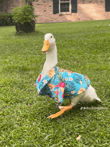 a white duck wearing a blue floral shirt