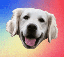Retriever Golden GIF - Retriever Golden Doggo GIFs