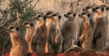Meerkats On The Block Squad GIF - Meerkats On The Block Meerkat Squad GIFs