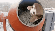 a concrete mixer with a cat 's head sticking out of it