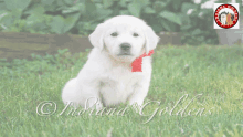 English Retriever White Golden Retriever GIF - English Retriever White Golden Retriever Golden Retriever Puppies Indiana GIFs