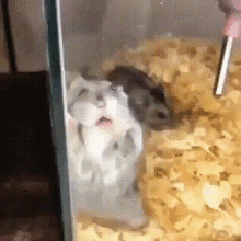 Hamster Pet GIF - Hamster Pet Lick GIFs