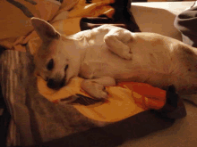 Sleep Dog GIF - Sleep Dog GIFs
