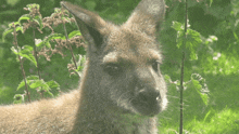 a close up of a kangaroo 's face with a green background