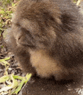 a close up of a monkey sitting on the ground