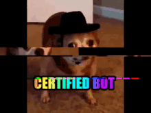 Meme Certified Bot GIF - Meme Certified Bot Dog GIFs