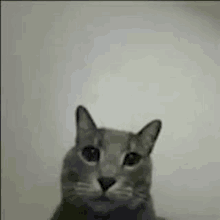 Sc0r Po Cat GIF - Sc0r Po Cat Bro Cat GIFs
