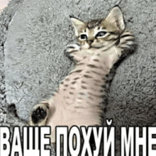 a cat is laying on a pillow with the words " ваше похуй мне " written on it .